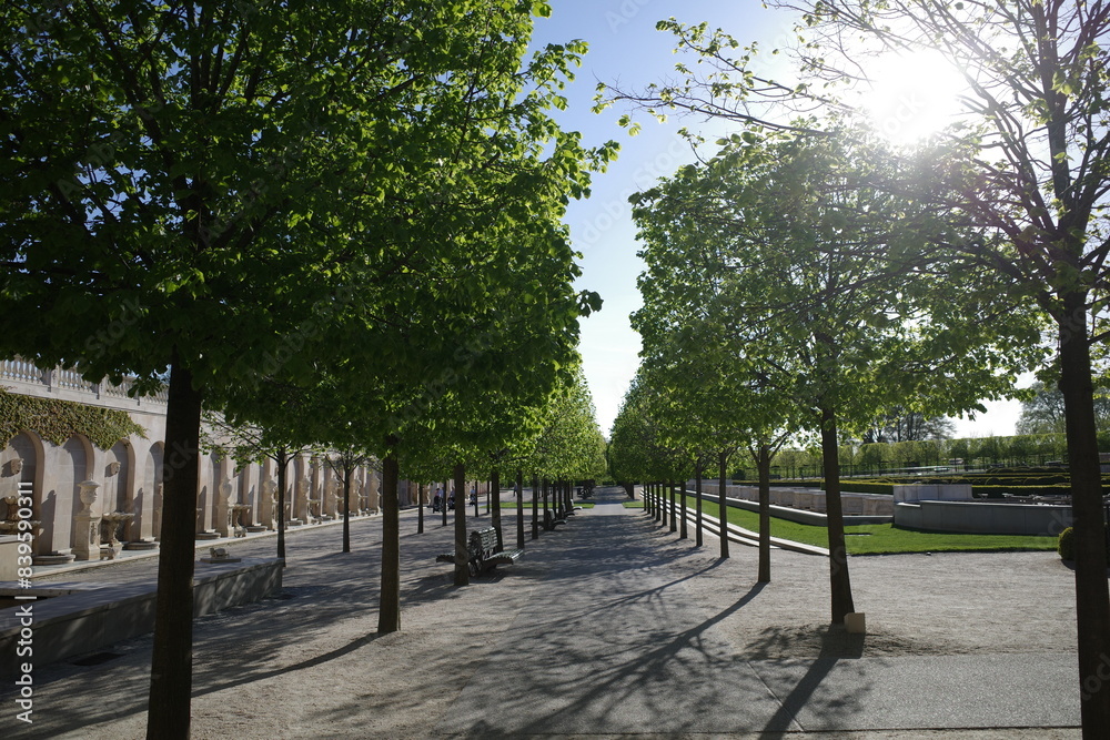 Obraz premium Tree under the sun