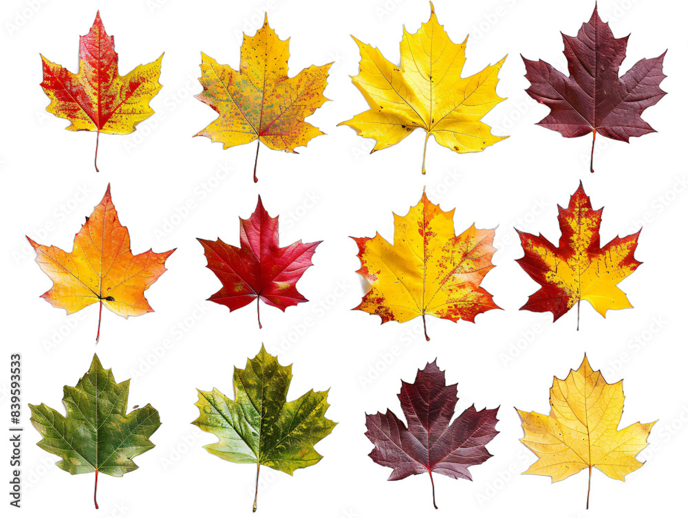 Fototapeta premium Close-up of assorted colored leaves on black