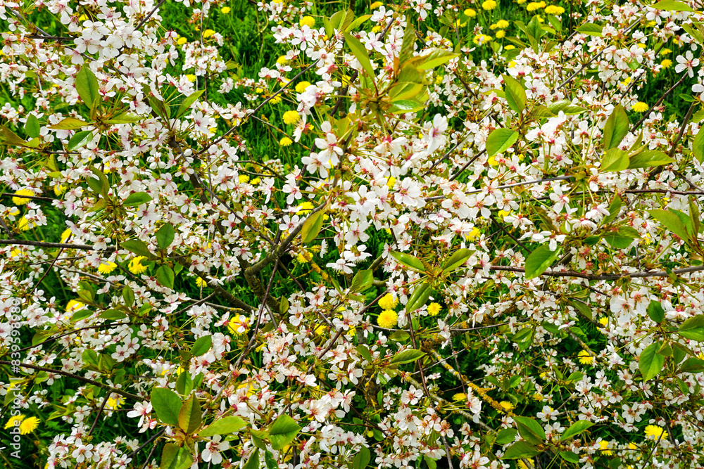 Top view of flowering fruit tree in meadow with blooming yellow dandelions, blooming garden view Top view of flowering fruit tree in meadow with blooming yellow dandelions, blooming garden view