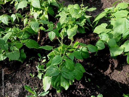 Green bean plants in the garden with long tendrils that intertwine with each other. Agriculture and the topic of growing delicious fresh beans. Green bean plants on a background of black soil.