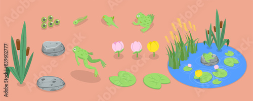 3D Isometric Flat Vector Set of Cartoon Frogs, Toad Life Cycle