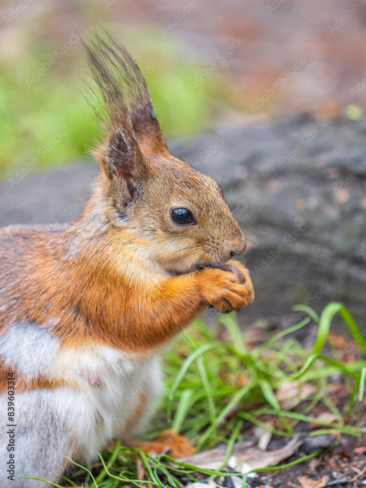 Close-up Portrait of Squirrel. Squirrel eats a nut while sitting in green grass. Close-up Portrait of Squirrel. Squirrel eats a nut while sitting in green grass.