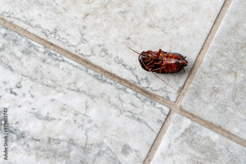 Dead cockroach upside down on the floor. Pest control concept