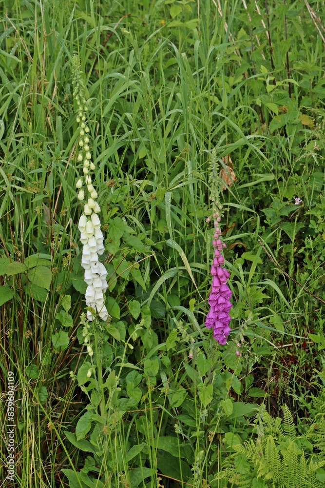 Roter Fingerhut (Digitalis purpurea) mit weißblühenden Pflanzen Roter Fingerhut (Digitalis purpurea) mit weißblühenden Pflanzen