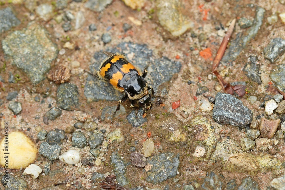Gemeiner Totengräber (Nicrophorus vespillo) Gemeiner Totengräber (Nicrophorus vespillo)
