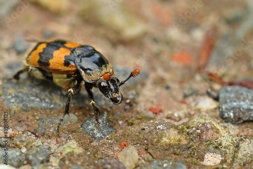 Gemeiner Totengräber (Nicrophorus vespillo)