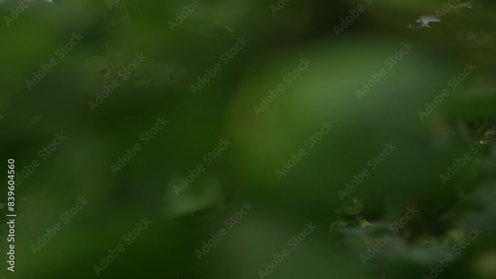 Trembesi tree leaves, seen up close with a viewpoint pointing towards the sky. Trembesi tree leaves, seen up close with a viewpoint pointing towards the sky.