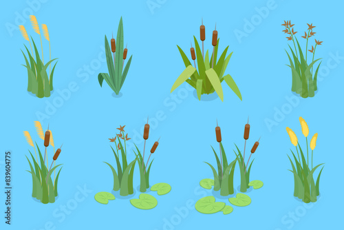 3D Isometric Flat Vector Set of Lake Aquatic Plants, Marsh Reed