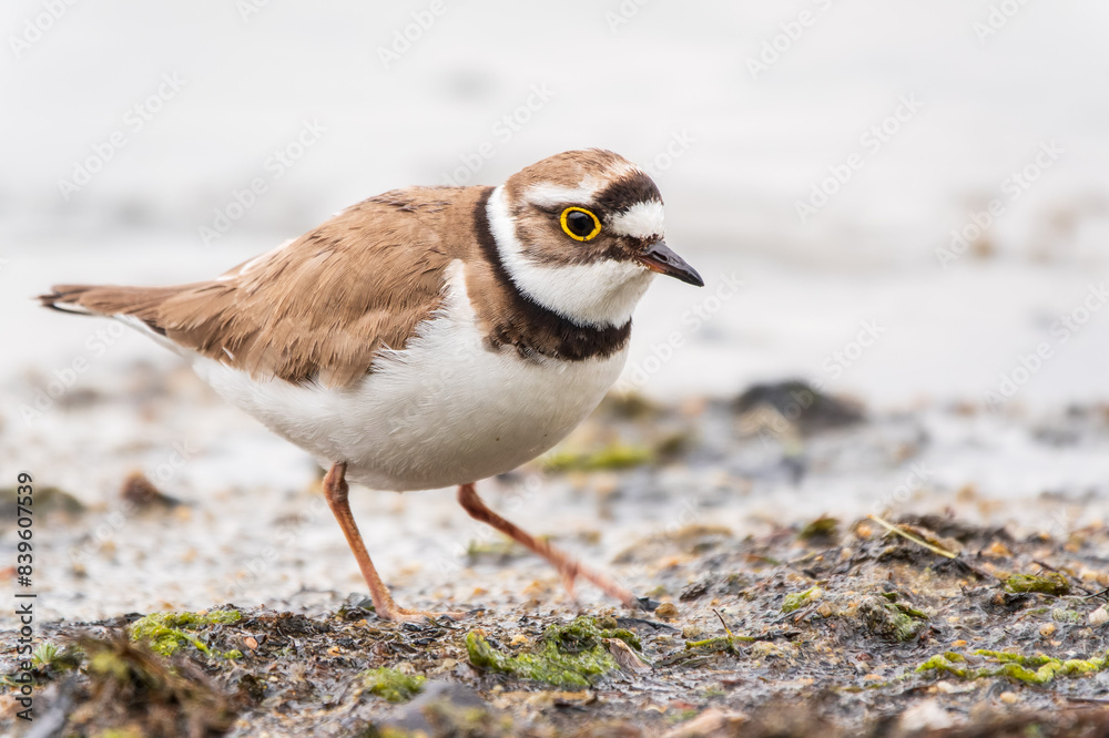 Little ringed plover (Charadrius dubius), bird standing on the lake shore Little ringed plover (Charadrius dubius), bird standing on the lake shore