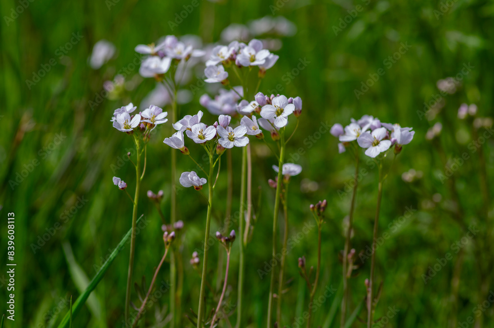 Cardamine pratensis cucko flower in bloom, group of petal flowering mayflowers on the meadow Cardamine pratensis cucko flower in bloom, group of petal flowering mayflowers on the meadow