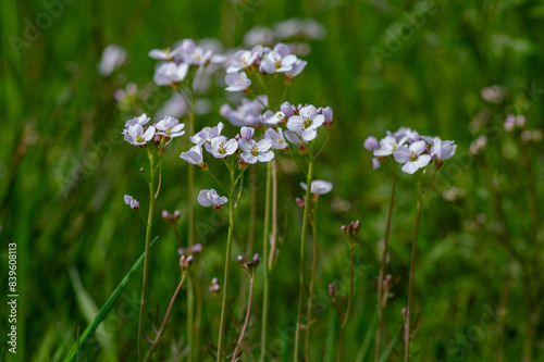 Obraz na płótnie Cardamine pratensis cucko flower in bloom, group of petal flowering mayflowers on the meadow w salonie