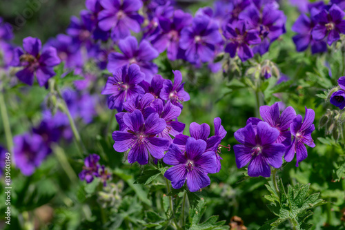 Geranium magnificum beautiful purple cranesbills in bloom, ornamental flowering plants in the garden in daylight