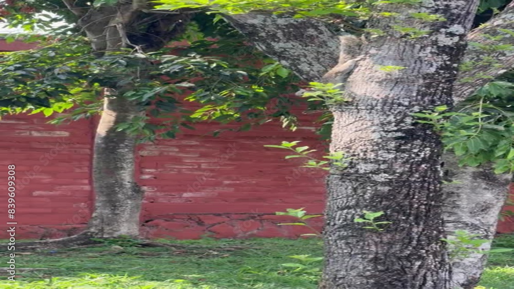 a squirrel camouflaged among the trees near an urban area. The squirrel is seen playing and moving through the branches, blending in with the natural surroundings. a squirrel camouflaged among the trees near an urban area. The squirrel is seen playing and moving through the branches, blending in with the natural surroundings.