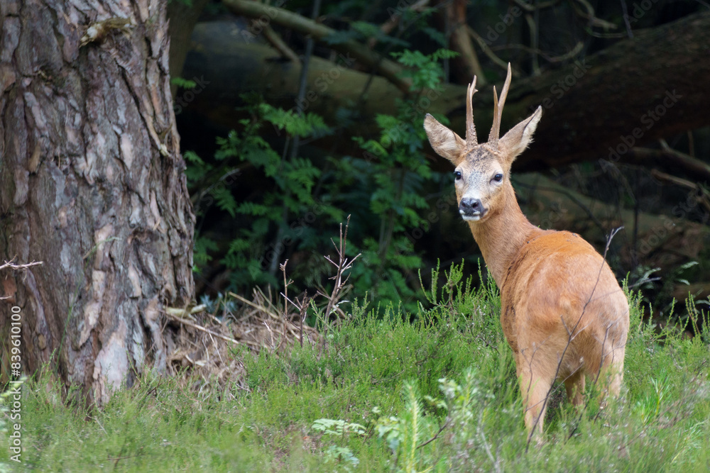 Male roe deer in forest