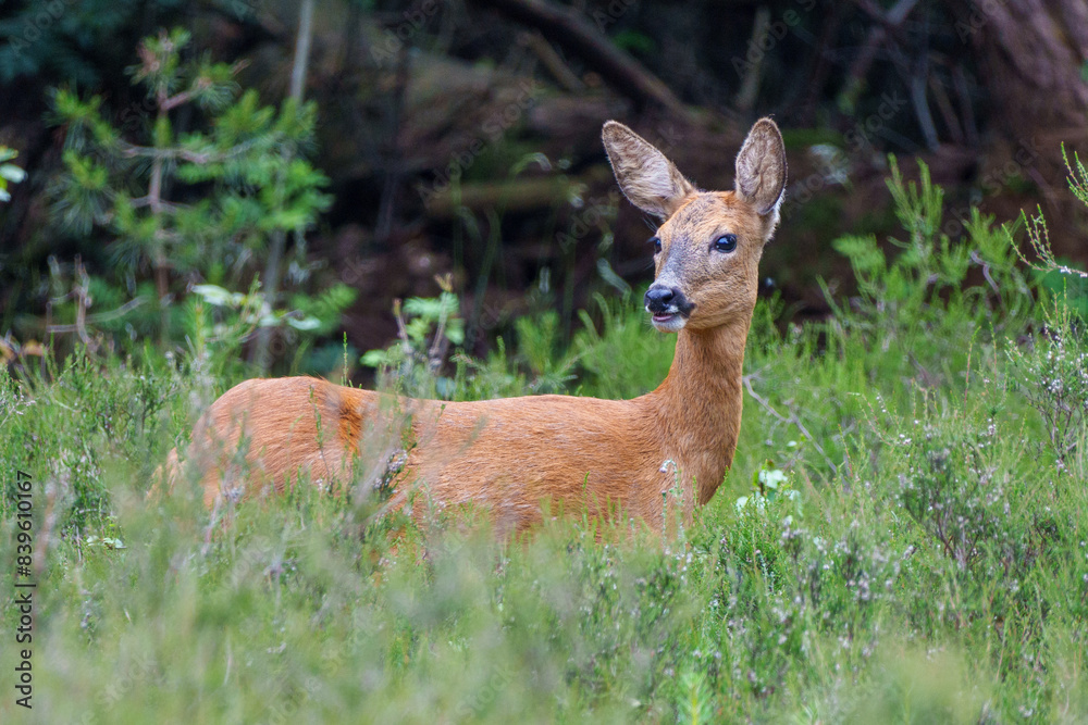 Roe deer in the forest Roe deer in the forest