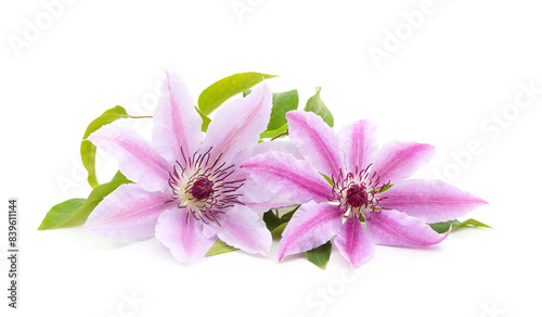 Two purple clematis with green leaves.