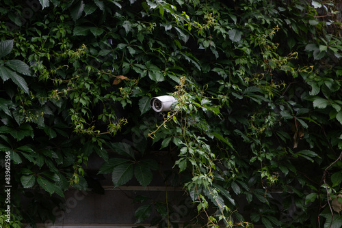CCTV camera hidden in ivy leaves, trees. Apartment building, private territory in summer
