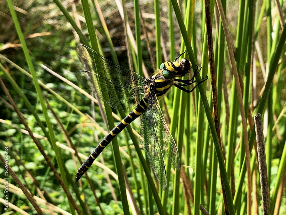 Wildlife and nature, a yellow and black gragonfly eating a bee on the green grass, side view. Wildlife and nature, a yellow and black gragonfly eating a bee on the green grass, side view.
