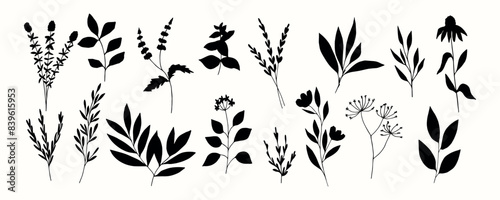 Flat vector botanical illustration. Herbs and plants
