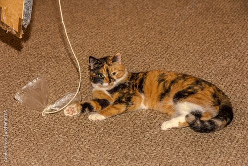 Wallpaper Mural The fluffy cat lies on the carpet indoors next to his toy with a tied rope. The cat is getting ready to play. The color of the coat is black, red and white called Calico. Torontodigital.ca