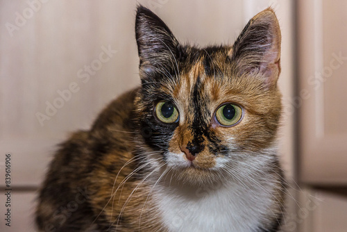 Close-up portrait of a young tricolor cat looking ahead.  The cat with a calico pattern: white, orange and black patches. photo