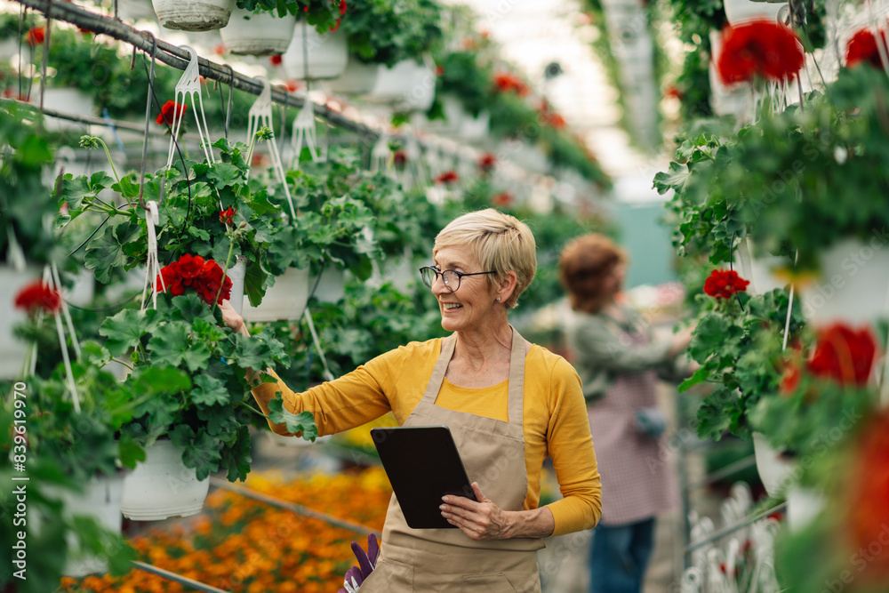 Happy senior florist with tablet working with hanging flowers at hothouse Happy senior florist with tablet working with hanging flowers at hothouse
