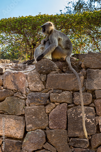 A female langur sits on a stone wall and feeds her baby. Bengal sacred langur (Semnopithecus entellus, Northern plains gray) lives in the tropics in India. Wildlife, nature, animal, motherhood.