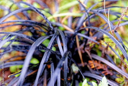 Plants of ornamental black grass Ophiopogon planiscapus - Nigrescens photo