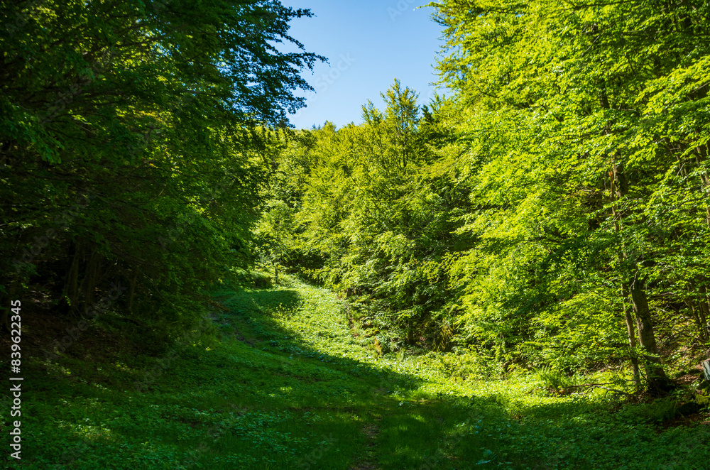Fototapeta premium Luci e ombre nel bosco di montagna