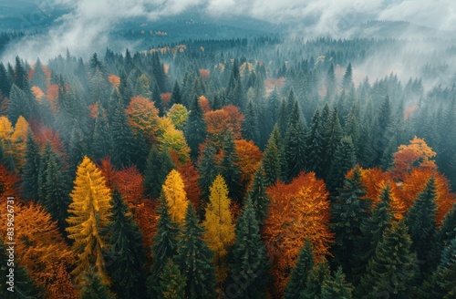 Aerial View of Fall Foliage in a Foggy Mountain Forest