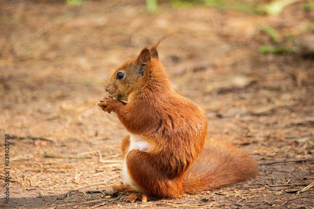 Squirrel in summer fur in the forest Squirrel in summer fur in the forest