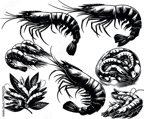 Vector illustration of a shrimp, a member of the Caridea order, depicted in a scratchboard style. This hand-drawn image captures the intricate details of the shrimp's anatomy