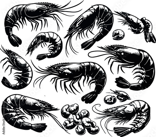 Vector illustration of a shrimp, a member of the Caridea order, depicted in a scratchboard style. This hand-drawn image captures the intricate details of the shrimp's anatomy