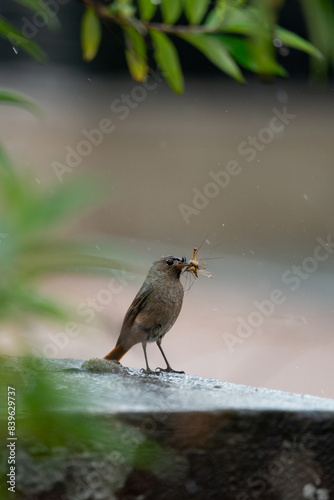 Rouge queue avec une proie dans son bec