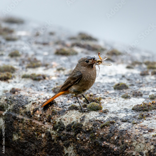 Rouge queue avec une proie dans son bec