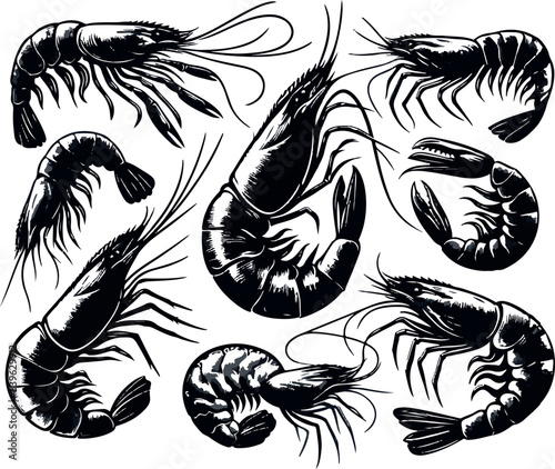 Vector illustration of a shrimp, a member of the Caridea order, depicted in a scratchboard style. This hand-drawn image captures the intricate details of the shrimp's anatomy