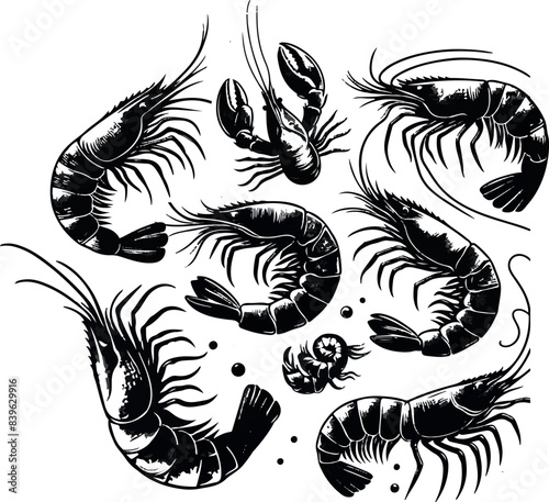 Vector illustration of a shrimp, a member of the Caridea order, depicted in a scratchboard style. This hand-drawn image captures the intricate details of the shrimp's anatomy