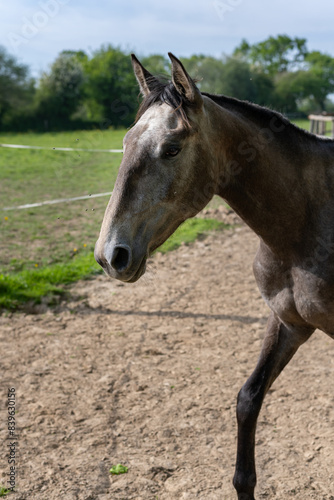Portrait d'un cheval dans son enclos