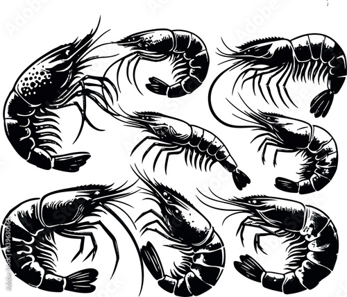 Vector illustration of a shrimp, a member of the Caridea order, depicted in a scratchboard style. This hand-drawn image captures the intricate details of the shrimp's anatomy