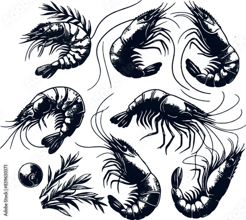 Vector illustration of a shrimp, a member of the Caridea order, depicted in a scratchboard style. This hand-drawn image captures the intricate details of the shrimp's anatomy