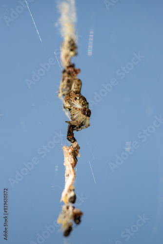 Araignée sur sa toile au milieu des restes de ses proies