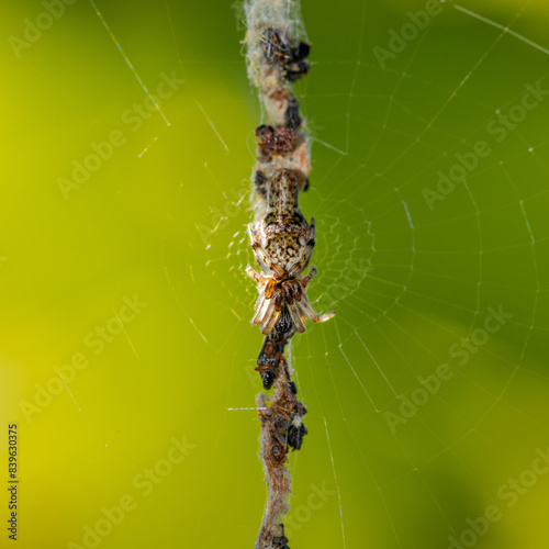 Araignée sur sa toile au milieu des restes de ses proies