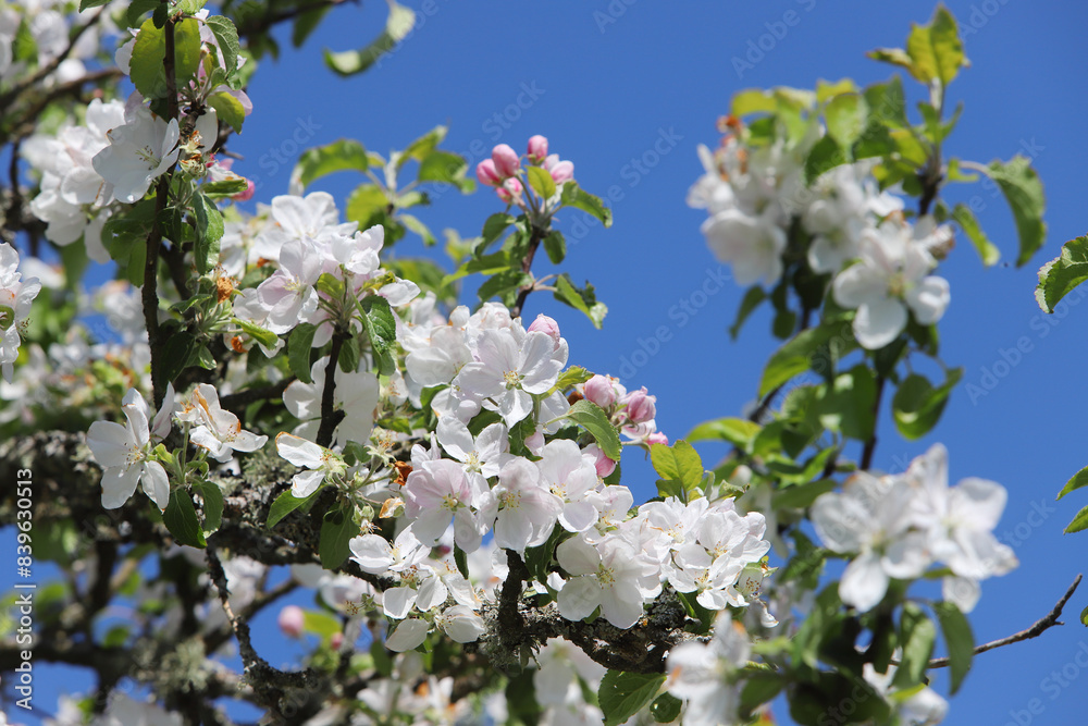 Blooming apple tree