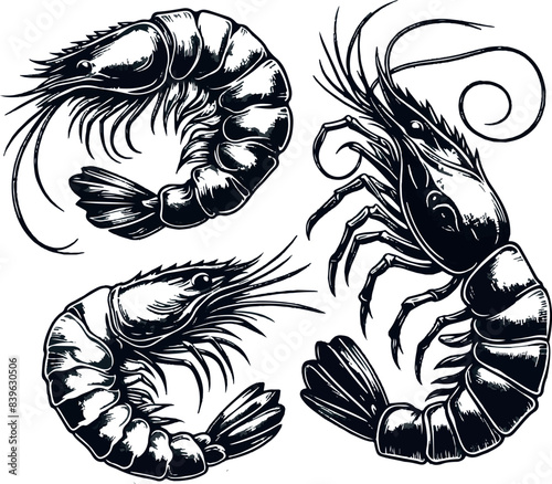 Vector illustration of a shrimp, a member of the Caridea order, depicted in a scratchboard style. This hand-drawn image captures the intricate details of the shrimp's anatomy