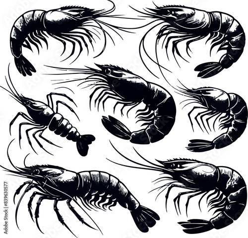 Vector illustration of a shrimp, a member of the Caridea order, depicted in a scratchboard style. This hand-drawn image captures the intricate details of the shrimp's anatomy