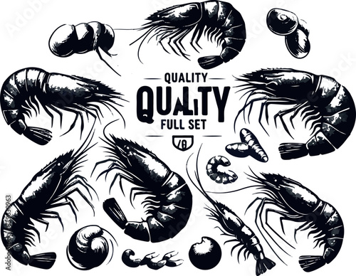 Vector illustration of a shrimp, a member of the Caridea order, depicted in a scratchboard style. This hand-drawn image captures the intricate details of the shrimp's anatomy
