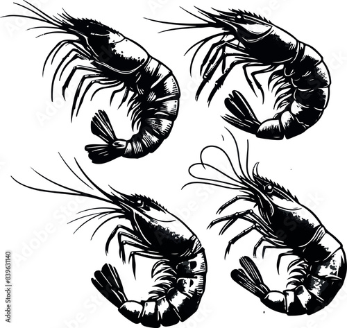 Vector illustration of a shrimp, a member of the Caridea order, depicted in a scratchboard style. This hand-drawn image captures the intricate details of the shrimp's anatomy