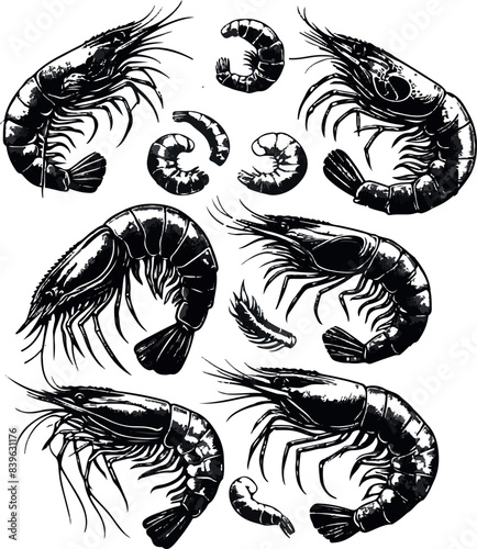 Vector illustration of a shrimp, a member of the Caridea order, depicted in a scratchboard style. This hand-drawn image captures the intricate details of the shrimp's anatomy