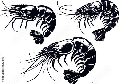 Vector illustration of a shrimp, a member of the Caridea order, depicted in a scratchboard style. This hand-drawn image captures the intricate details of the shrimp's anatomy