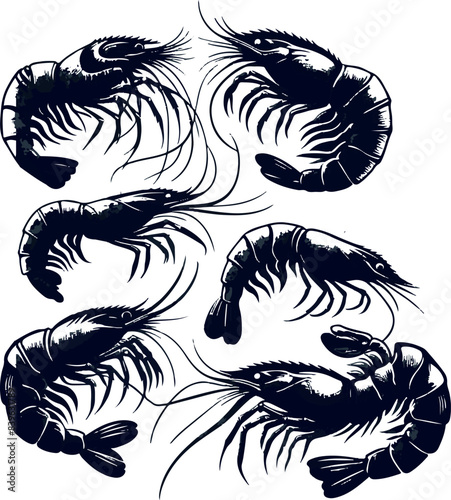 Vector illustration of a shrimp, a member of the Caridea order, depicted in a scratchboard style. This hand-drawn image captures the intricate details of the shrimp's anatomy